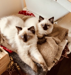 What are rag doll cats like? 