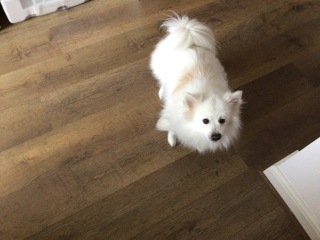 Dog breed! Can I ask for suggestions?
