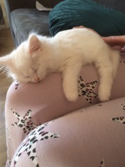 New lovely kitten white and fluffy!