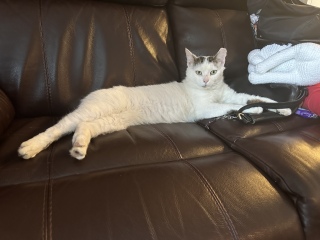 Meet Pete
