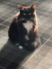 Do your cats have their own theme tunes?