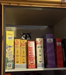Show me your cats hiding places 