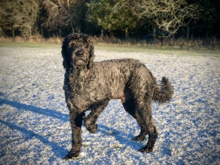 Where are all the poodles?