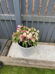 Please help me with my rhododendron!