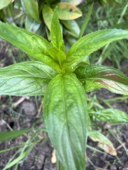 Plant ID