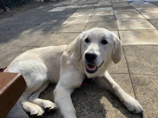 Puppy survival thread part 2