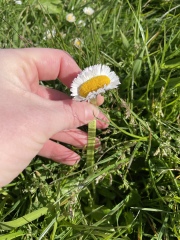Weird Daisy 