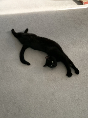 Cats used to be worshiped as Gods...