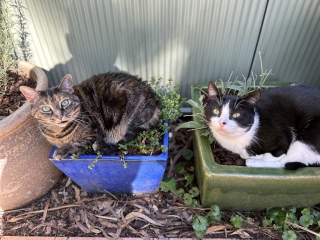 Let's have a happy thread. Show me your kitties.