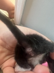 Newborn kittens sexing help!