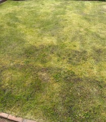 Help me save this lawn! 