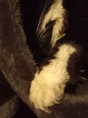 Cats used to be worshiped as Gods...