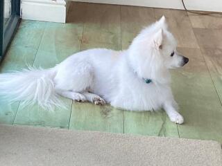 Dog breed! Can I ask for suggestions?