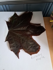 Tree id plese-@meredintofpandiculation?