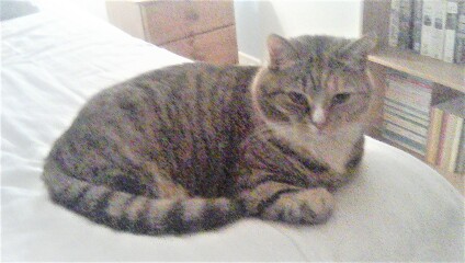 Cats used to be worshiped as Gods...