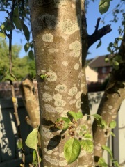Can anyone diagnose what disease this might be?