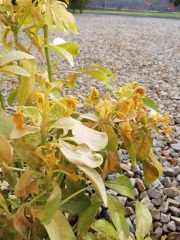 Choisya ternata sundance.