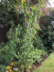 Is this a weed…. Or plant?