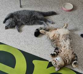 Cats used to be worshiped as Gods...
