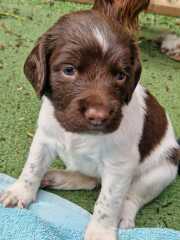 10 puppies unwell, only 3 weeks old.