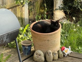I'd like to be a cat mum and would like some advice