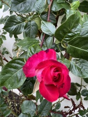 Roses- where did I go wrong?