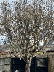 Is my eucalyptus tree dead? (Pic included)