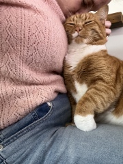 Adding a second, adult, male cat?!