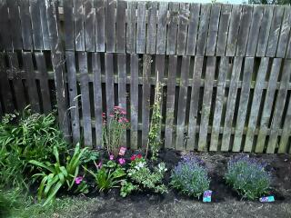 Get rid of lavender?