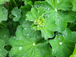 Plant ID help please?