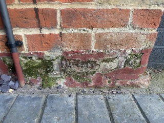 Moss growing on bricks below DPC