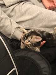 Meet baby Blossom 