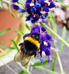 Happy Bee 🐝 day! Share your bee pictures 