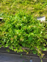 Weed or plant