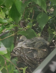 I have a pigeon nesting just outside my sitting room window and she is so cute