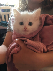 New lovely kitten white and fluffy!