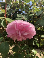 Rose Appreciation Thread