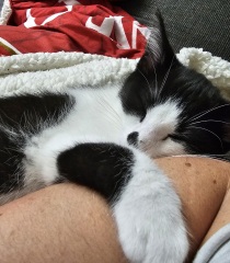 Let's have a happy thread. Show me your kitties.