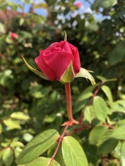 Rose Appreciation Thread