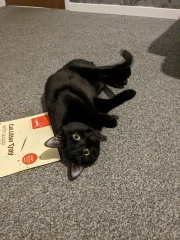 First cat foster - am I doing this right?!