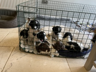 Should we keep one pup from litter?