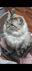 Air purifier for cat hair?