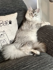 Is my Maine Coon fat?