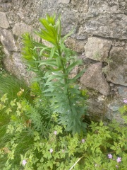 Do I want these in my garden?
