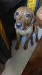 Puppy survival thread part 2