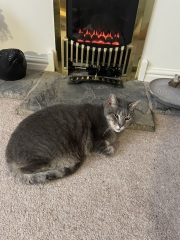 Apple air tags on cats.