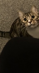Let's have a happy thread. Show me your kitties.