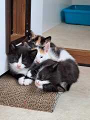 It’s a kitten names one…