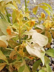 Choisya ternata sundance.