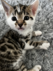 Introducing a kitten to an adult cat